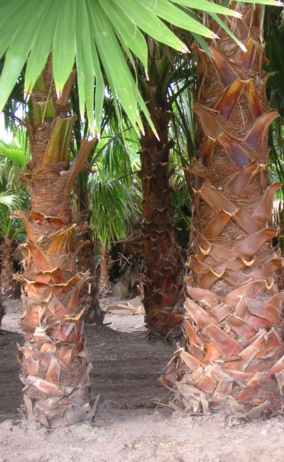 Mexikói legyezőpálma (Washingtonia robusta) 5 szem