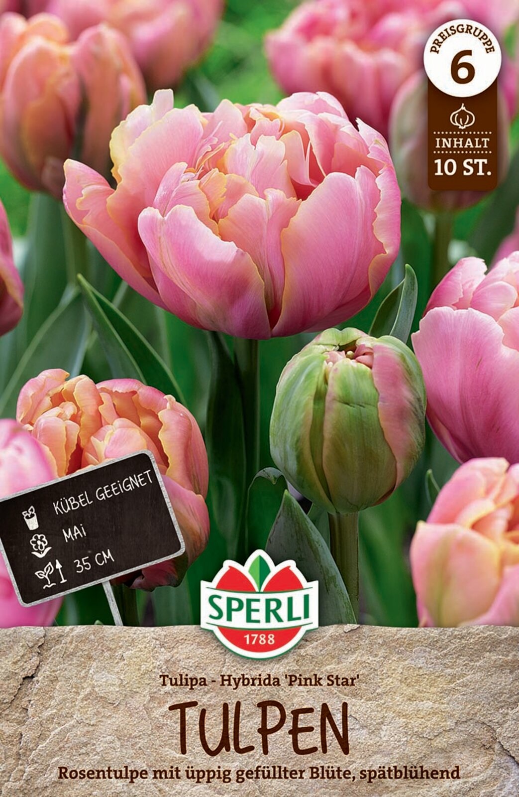 Virághagyma Tulipán teltvirágú Pink Star 10 db Sperli