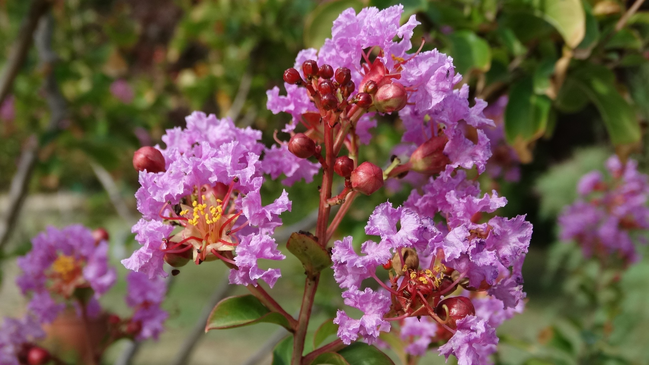 Őszi bűbáj: 7 későn virágzó csodafa