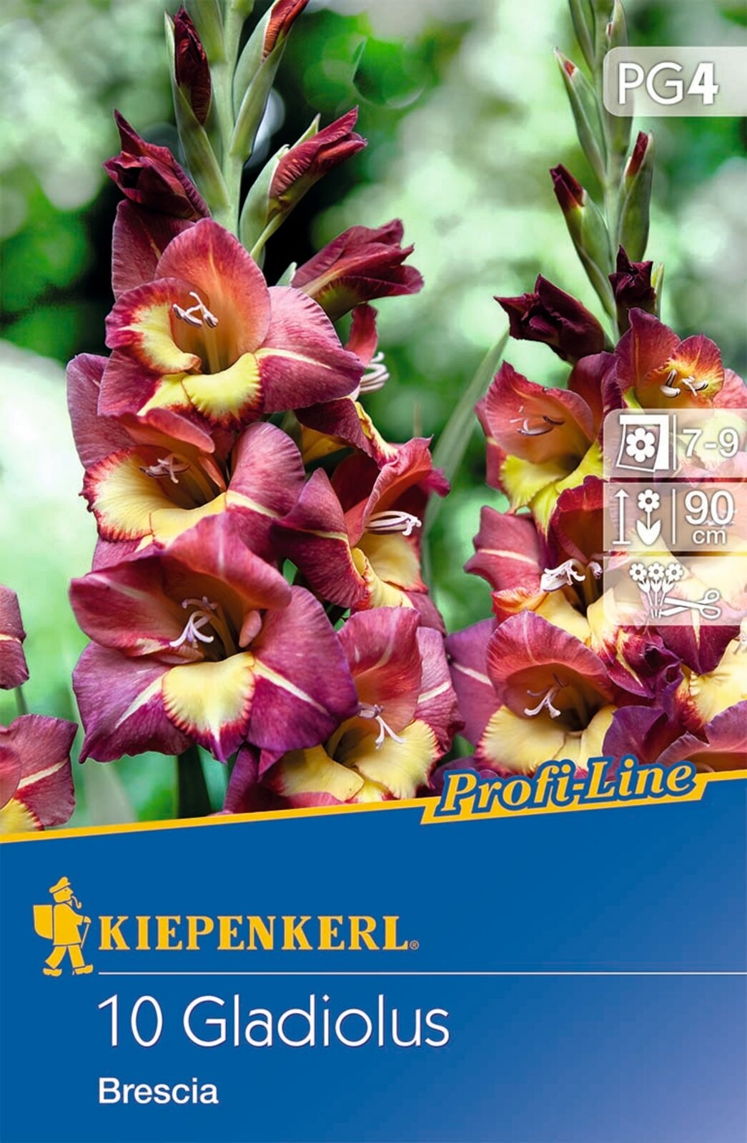 Virághagyma Kardvirág (Gladiolus) Brescia (bordó-sárga ) Kiepenkerl 10 db