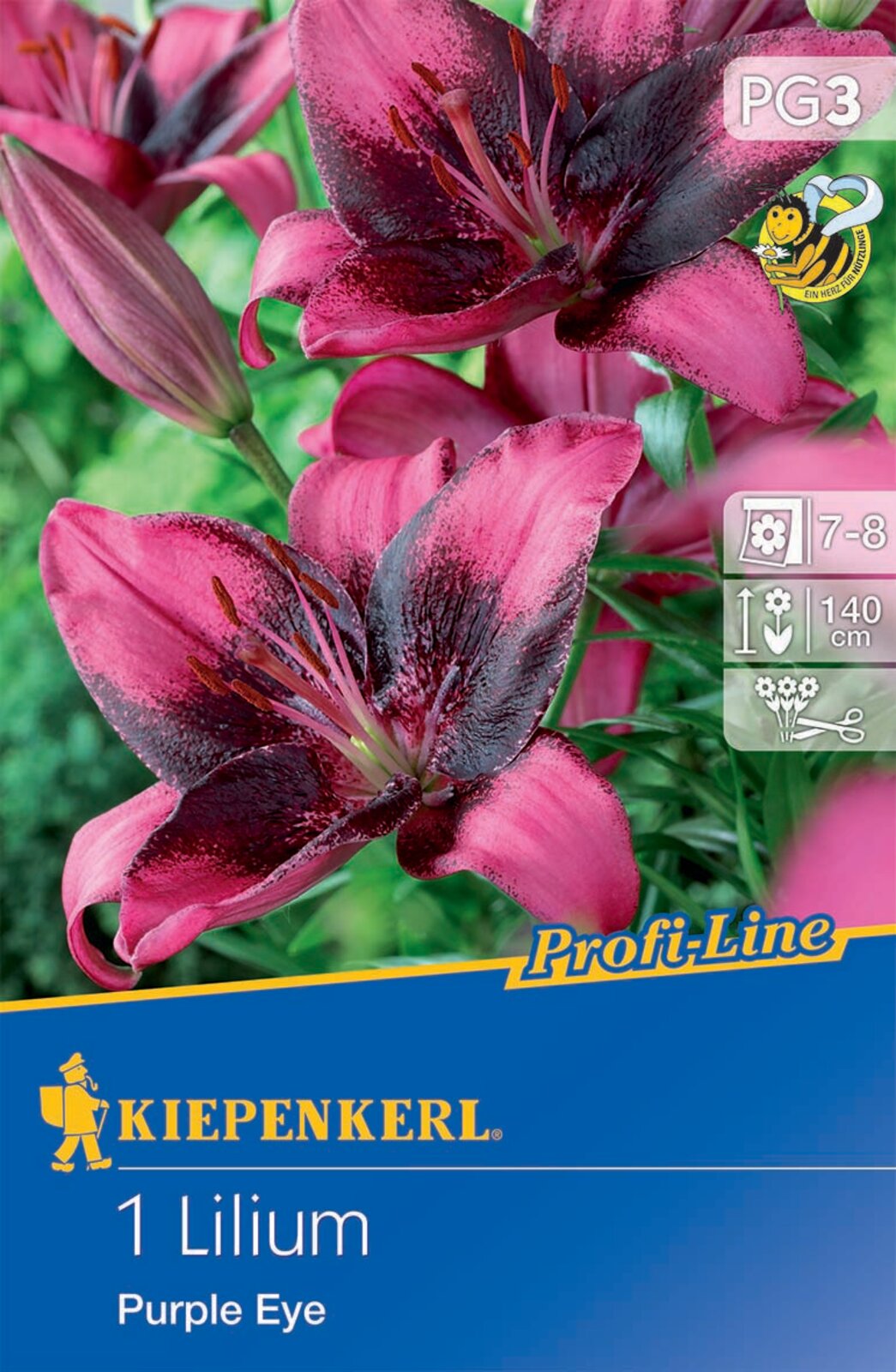 Flower bulb Lily Purple Eye Kiepenkerl 1 pc