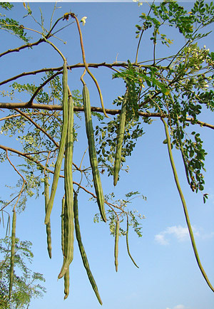 Chaga tree (Moringa oleifera) 5 grains