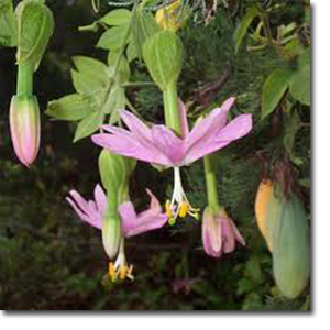 Molyhos golgotavirág (Passiflora mollissima) 5 szem