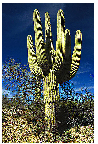 Szaguro kaktusz (Carnegiea gigantea) 5 szem