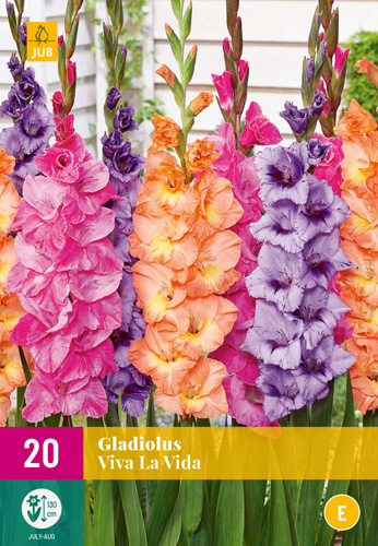 Bulb Gladiolus Viva La Vida (Sword Flower) 20 pieces JUB