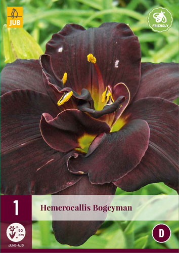 Évelő Hemerocallis Bogeyman (Sásliliom) 1 db JUB