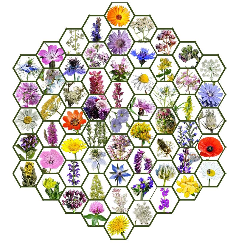 Vadvirágom őshonos magyar virágmag keverék Zümmögde 5g