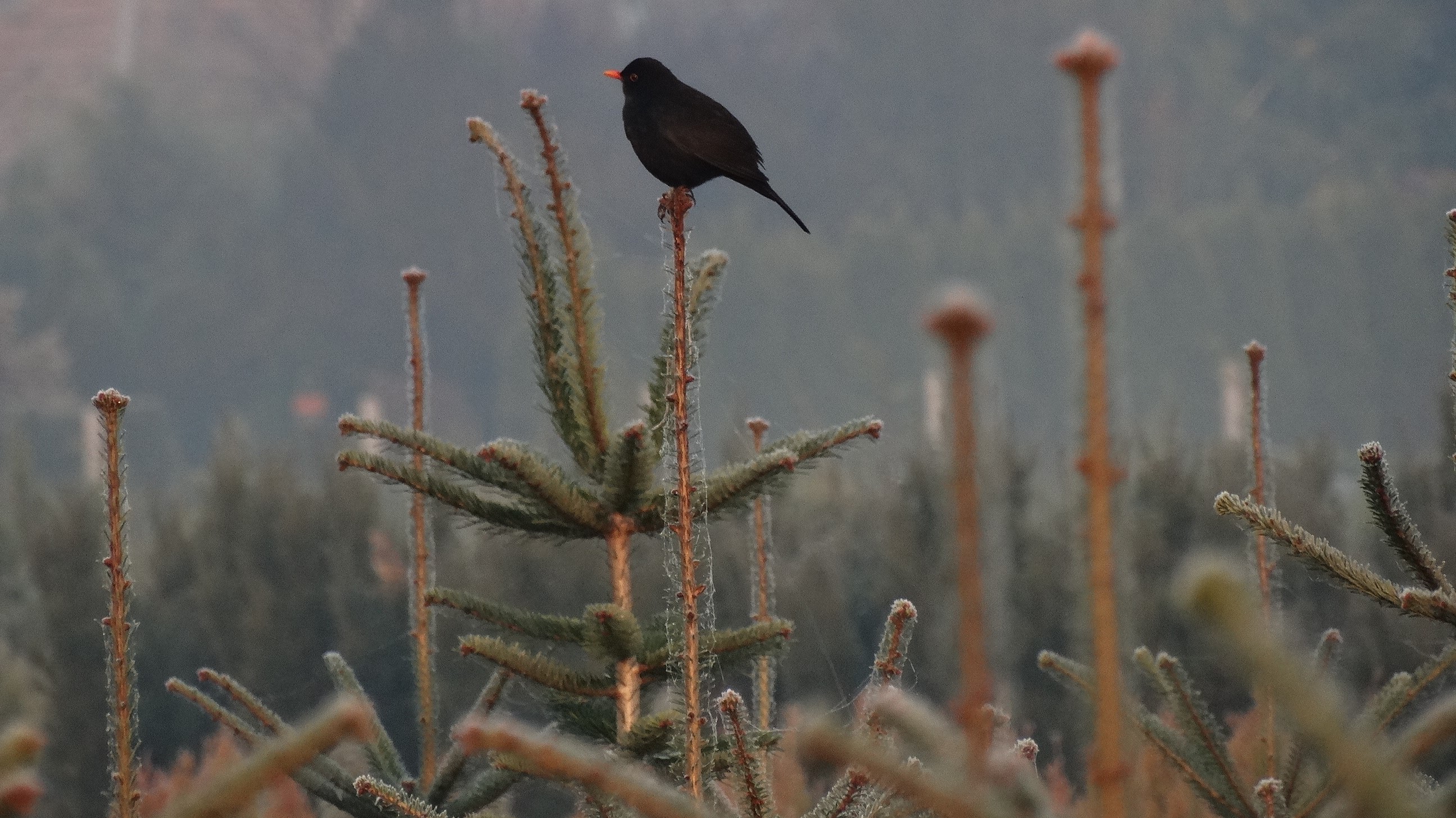2025. évi 24. – évértékelő – növényvédelmi felhívás