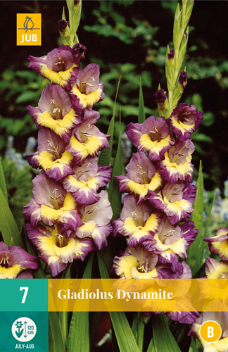 Virághagyma Kardvirág Dynamite 7 db JUB