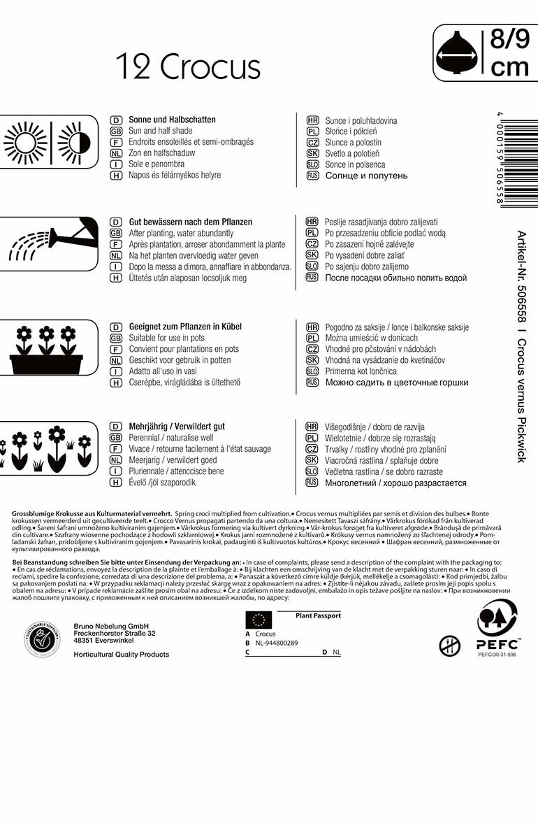Virághagyma Nagyvirágú Krókusz Pickwick 12 db Kiepenkerl