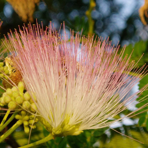 Persian Silkweed (Albizia julibrissin) 5 seeds