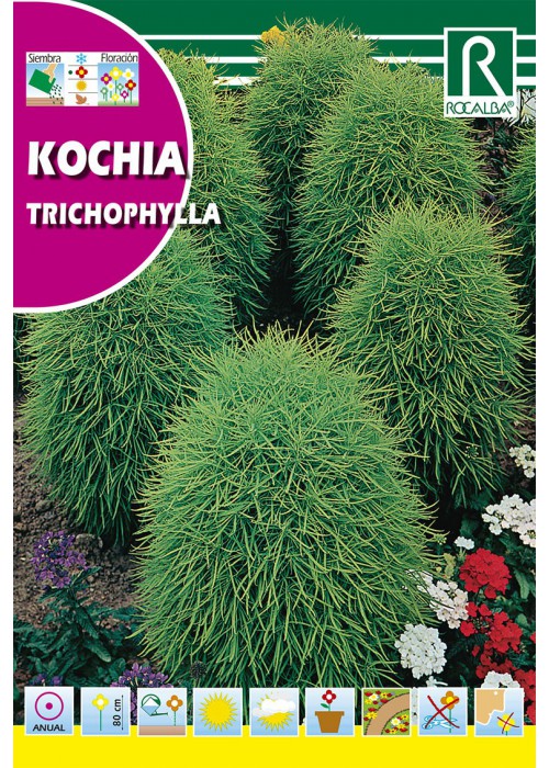 Nyári ciprus (Kochia tricophylla) Rocalba 8 g