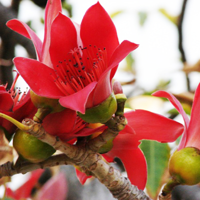 Vörös selymesgyapotfa (Bombax ceiba) 5 szem