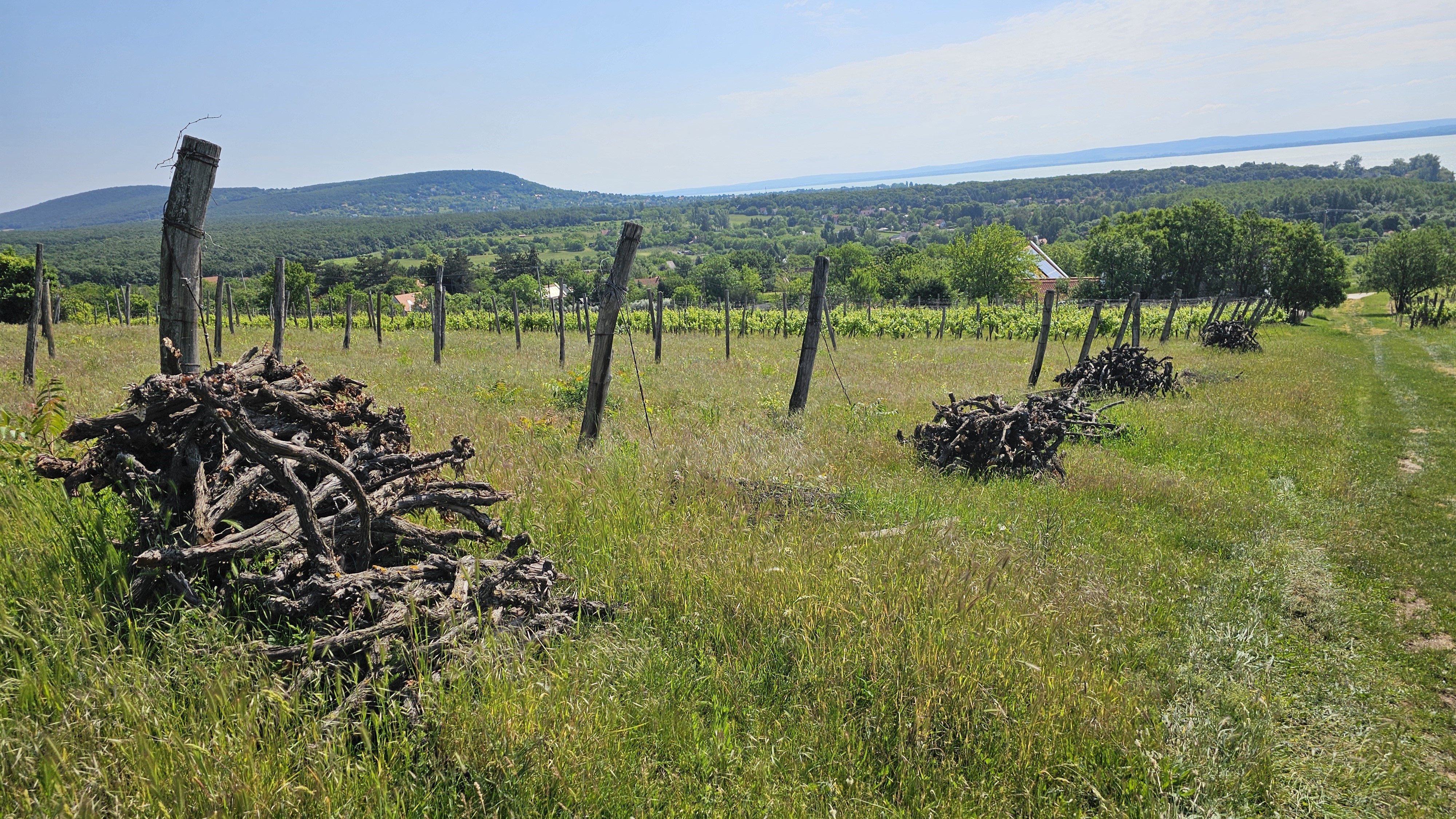 2025. évi 22. – fitoplazmás – növényvédelmi felhívás 