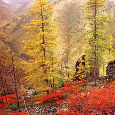 Siberian larch (Larix sibrica) 5 grains