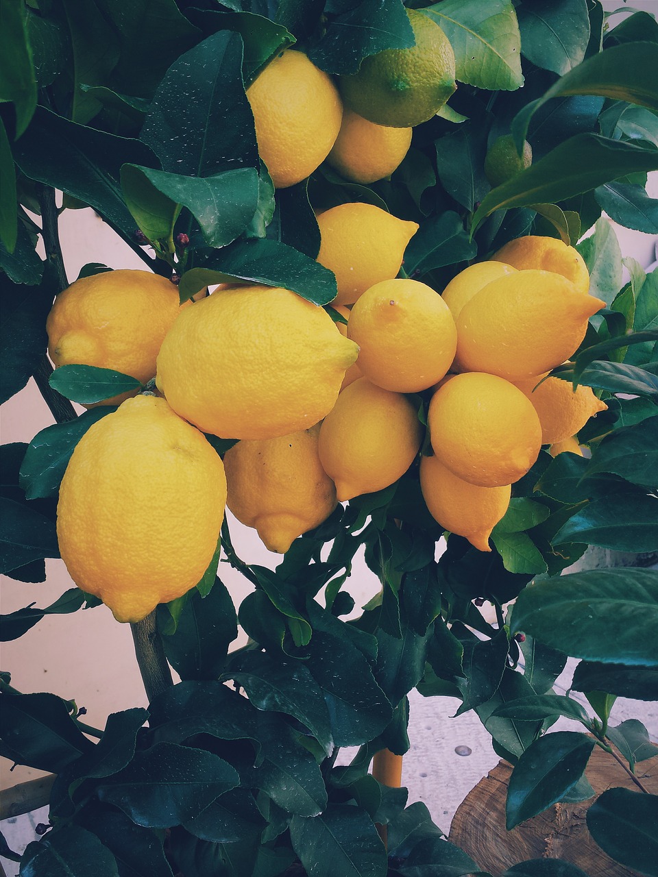 Harc a citrusok életéért