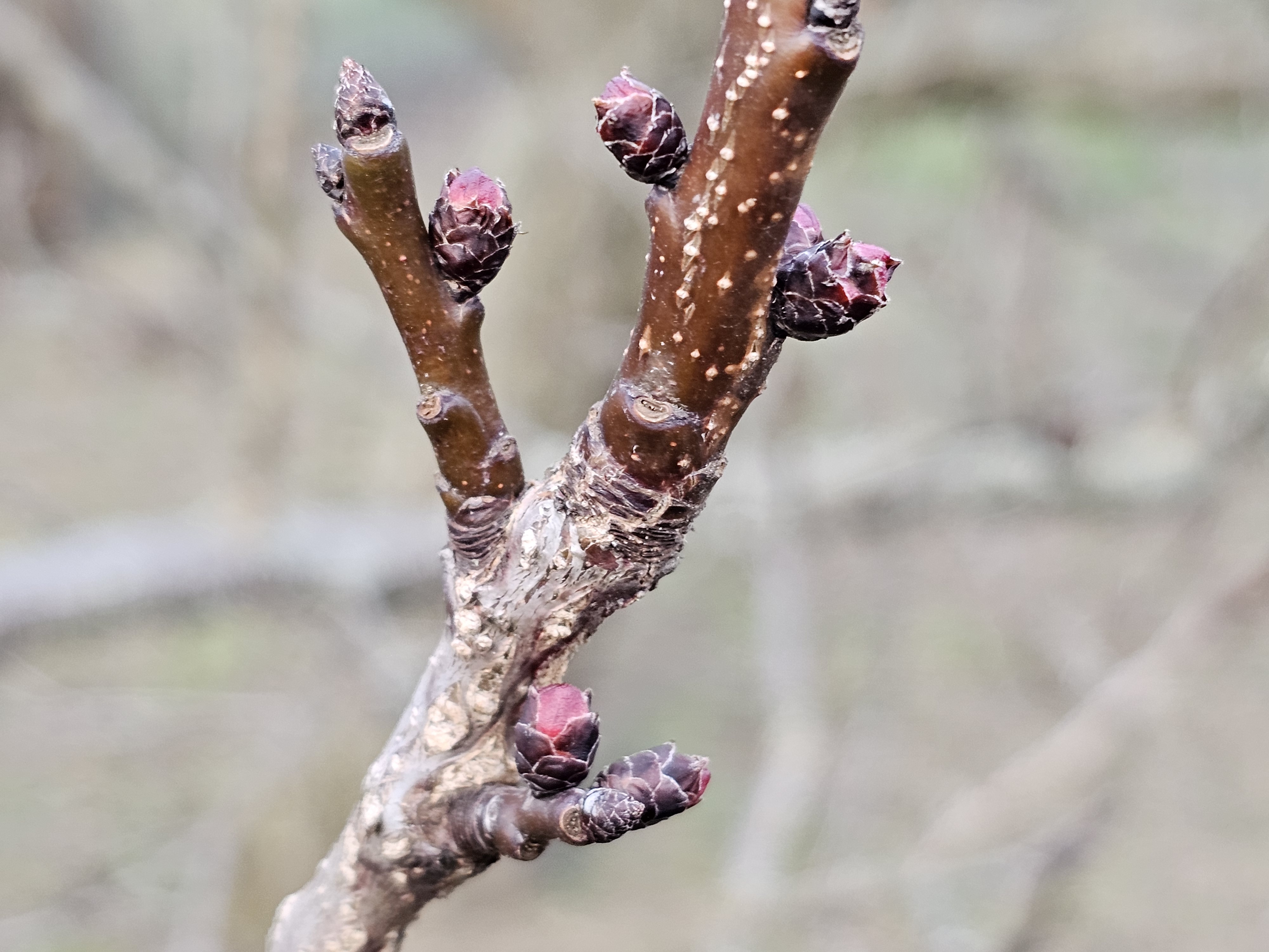2024. évi 1. növényvédelmi felhívás