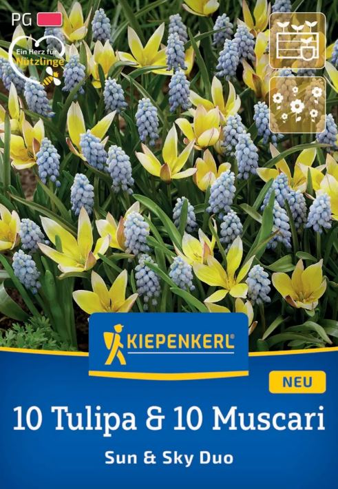 Bulb Mix 10 Tulips &amp; 10 Muscari Sun and Sky Duo Kiepenkerl 20 pcs