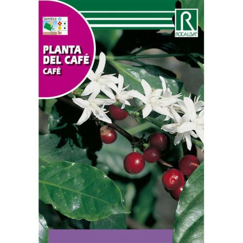 Arabica coffee shrub (Planta del cafe) 4 seeds Rocalba
