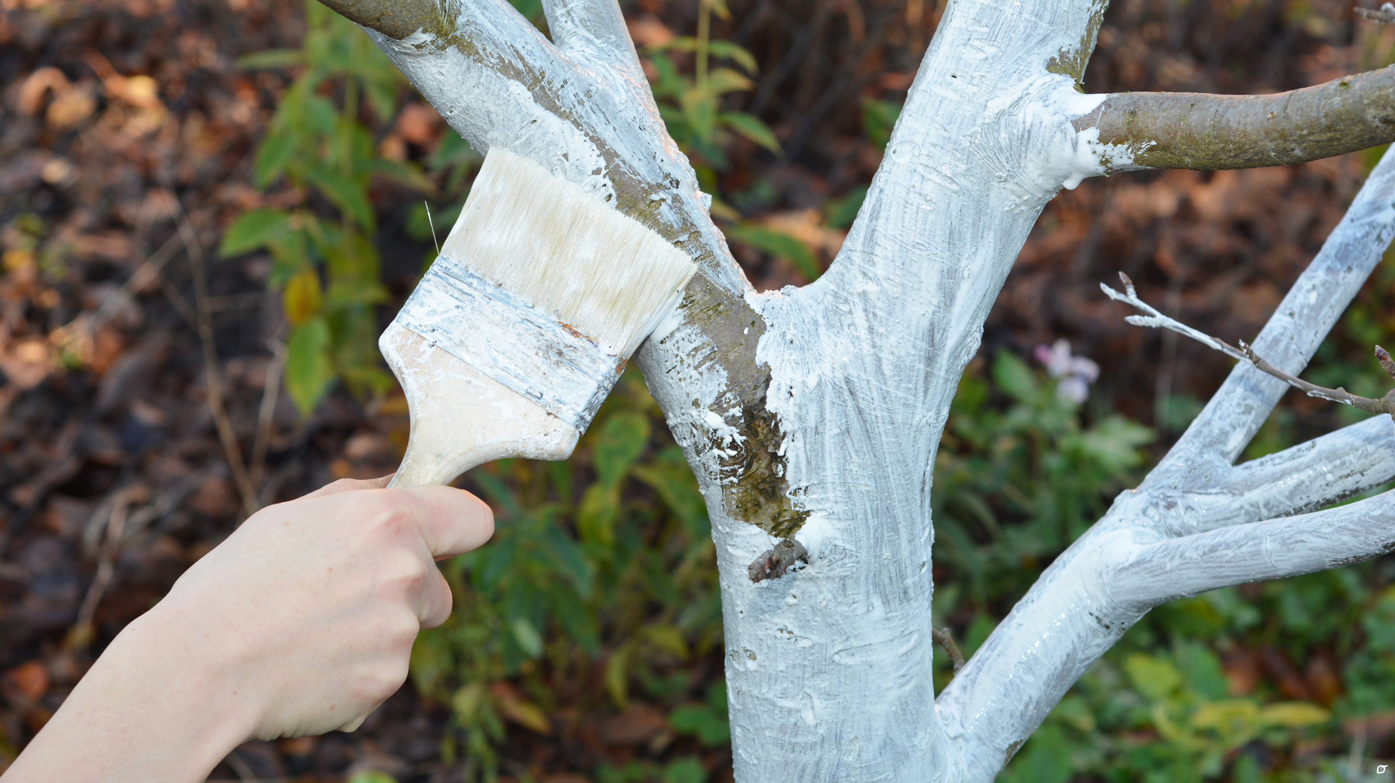 Miért kell a fák törzsét fehérre meszelni?