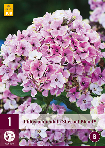 Évelő Phlox Paniculata Sherbet Blend (Lángvirág) 1 db JUB