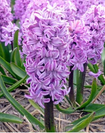 Virághagyma Jácint Purple Voice 5 db JUB