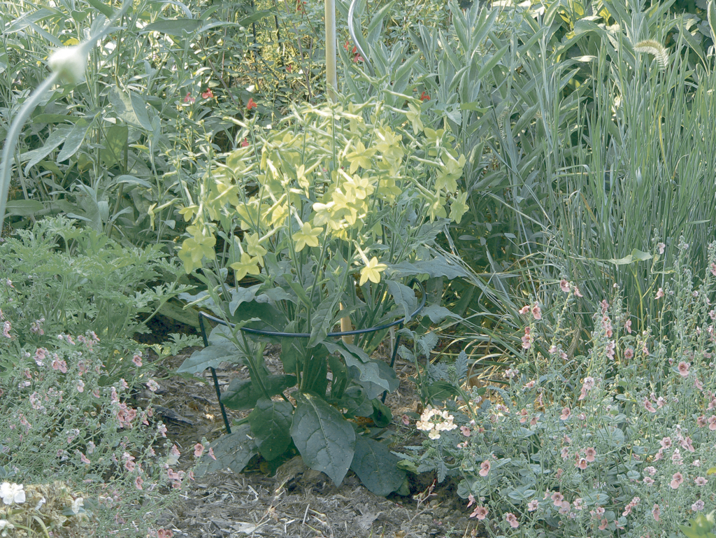 Semicircular plant support CHELSEA 45x100cm