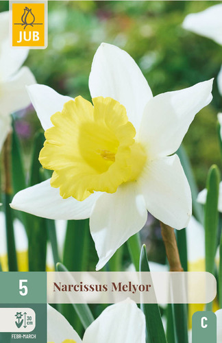 Virághagyma Nárcisz Melyor 5 db JUB