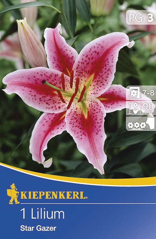 Flower bulb Lily Kiepenkerl Stargazer 1 pc