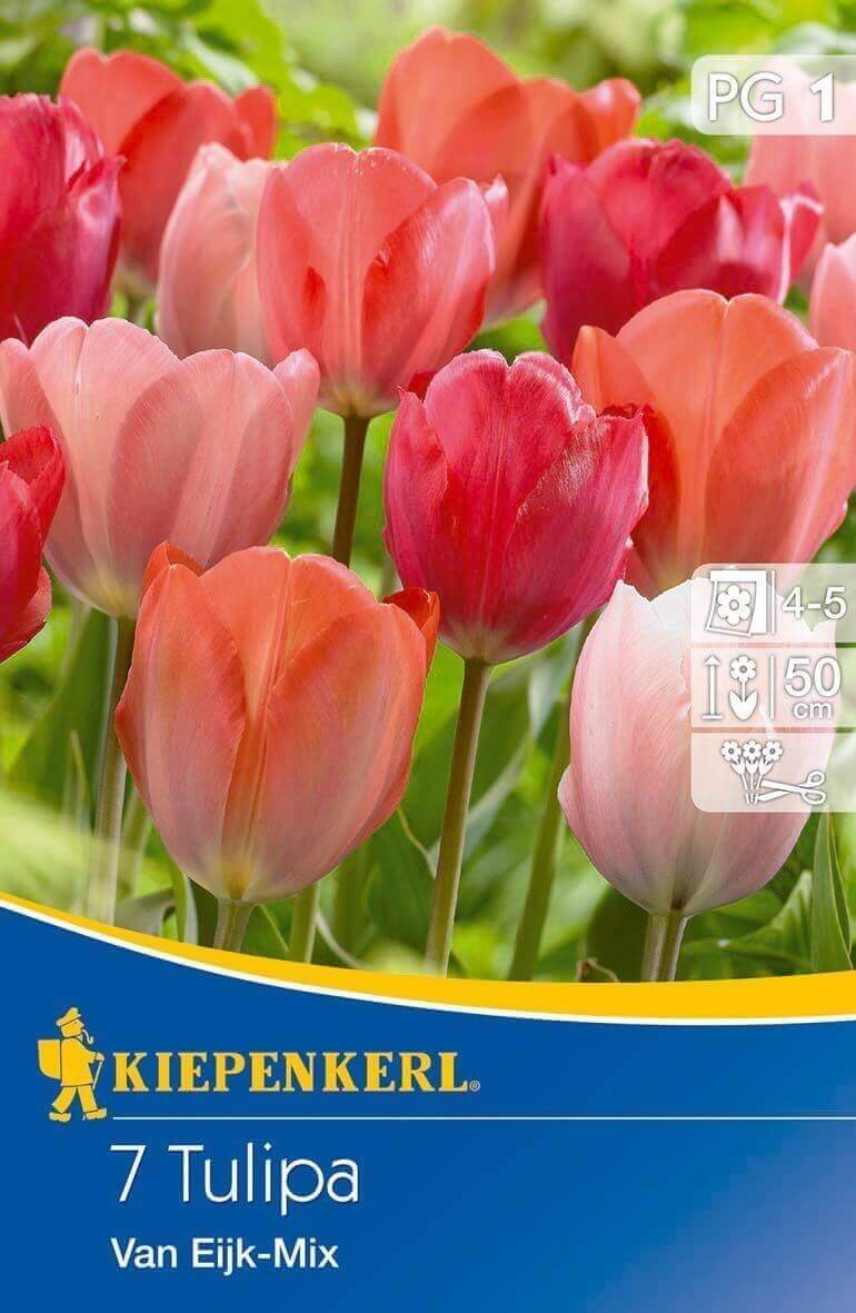 Virághagyma Tulipán Darwin-hybrid VAN EIJK 5 db Kiepenkerl