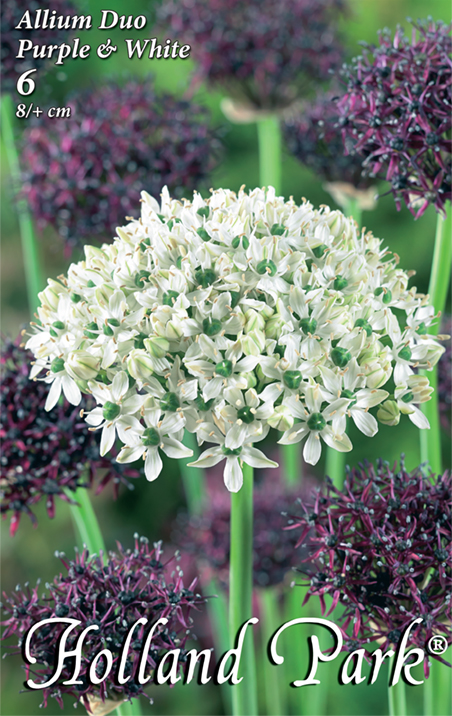 Flower Bulb Ornamental Onion Duo Purple-White 6 pcs Garden Seed from Rédei