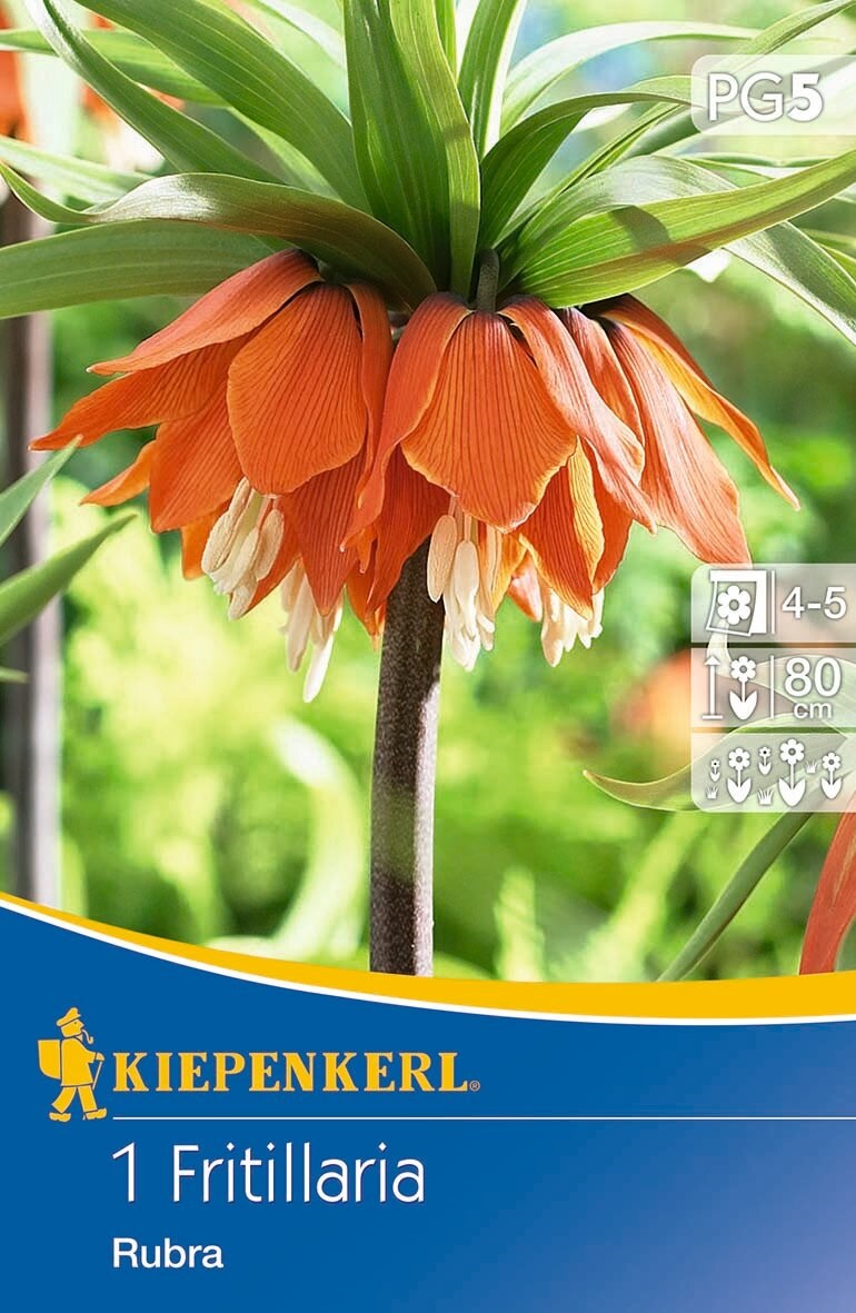 Flower bulb Emperor's Crown Rubra 1 pc Kiepenkerl