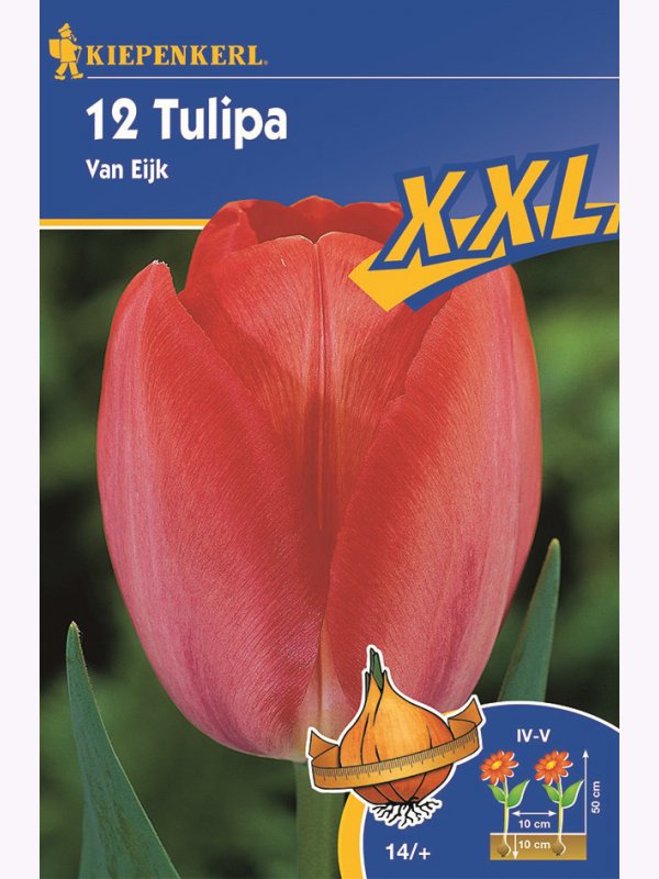 Tulip bulbs XXL, Kiepenkerl Van Eijk 12 pcs