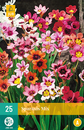 Bulb Sparaxis Mix (Gypsy Flower) 25 pieces JUB