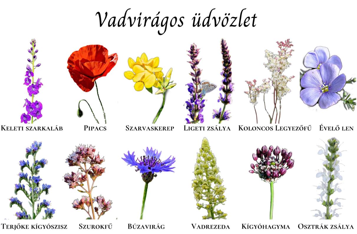 Vadvirágom őshonos magyar virágmag Vadvirágos üdvözlet képeslap 1g