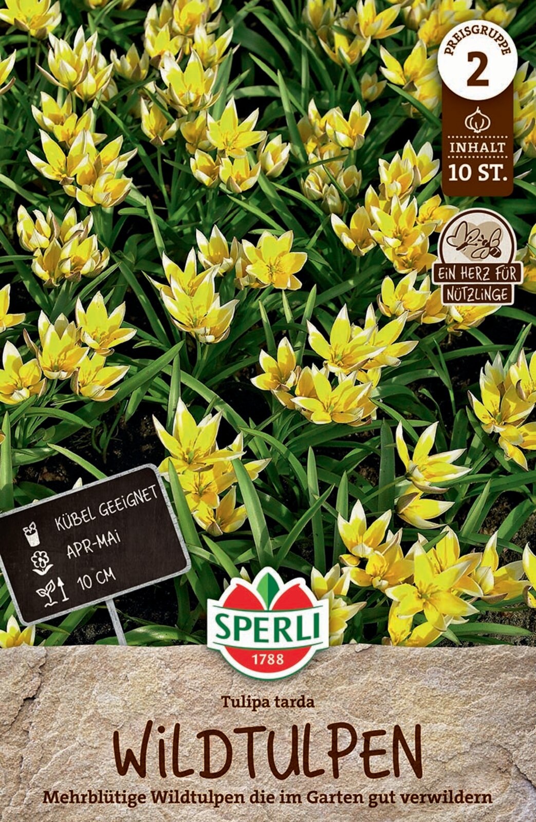 Virághagyma Tulipán vadtulipán Tulipa tarda 10 db Sperli