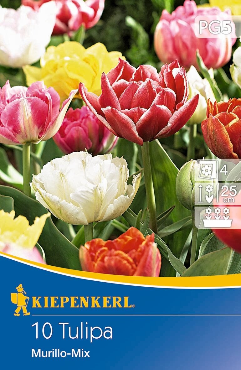 Bulb Tulip with full bloom Murillo Mix 10 pcs Kiepenkerl