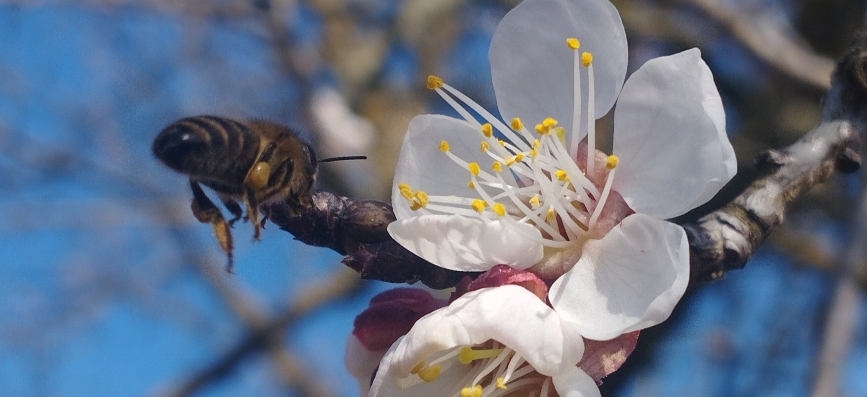 2023. évi 3. – moníliás – növényvédelmi felhívás – Zsigó György