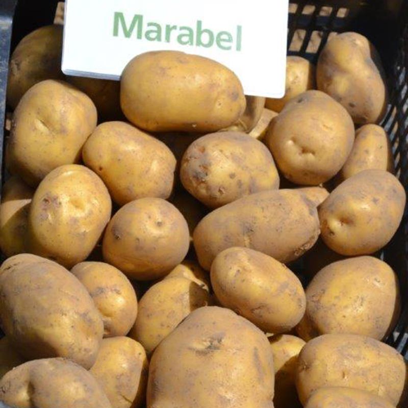 Potato seed tuber "Marabel" 5 kg