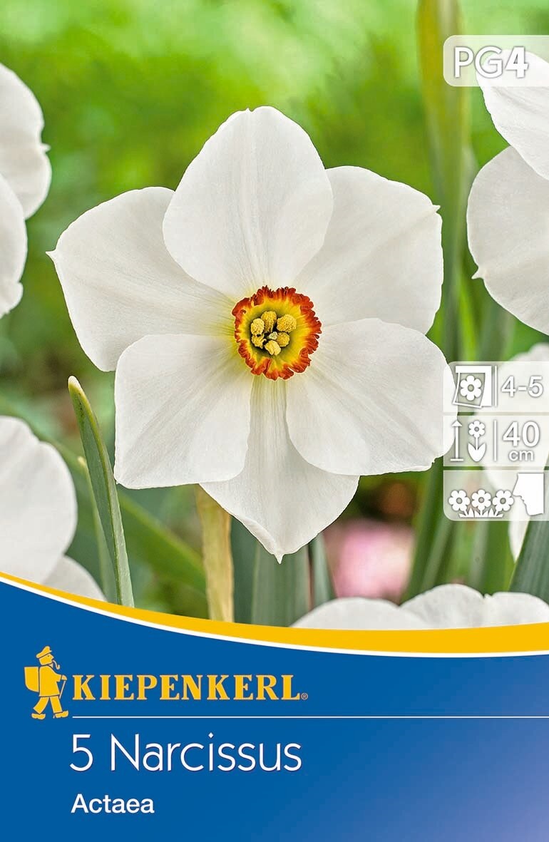Virághagyma Nárcisz Actaea 5 db Kiepenkerl
