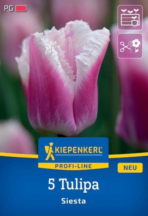 Virághagyma Tulipán Siesta Kiepenkerl 5 db