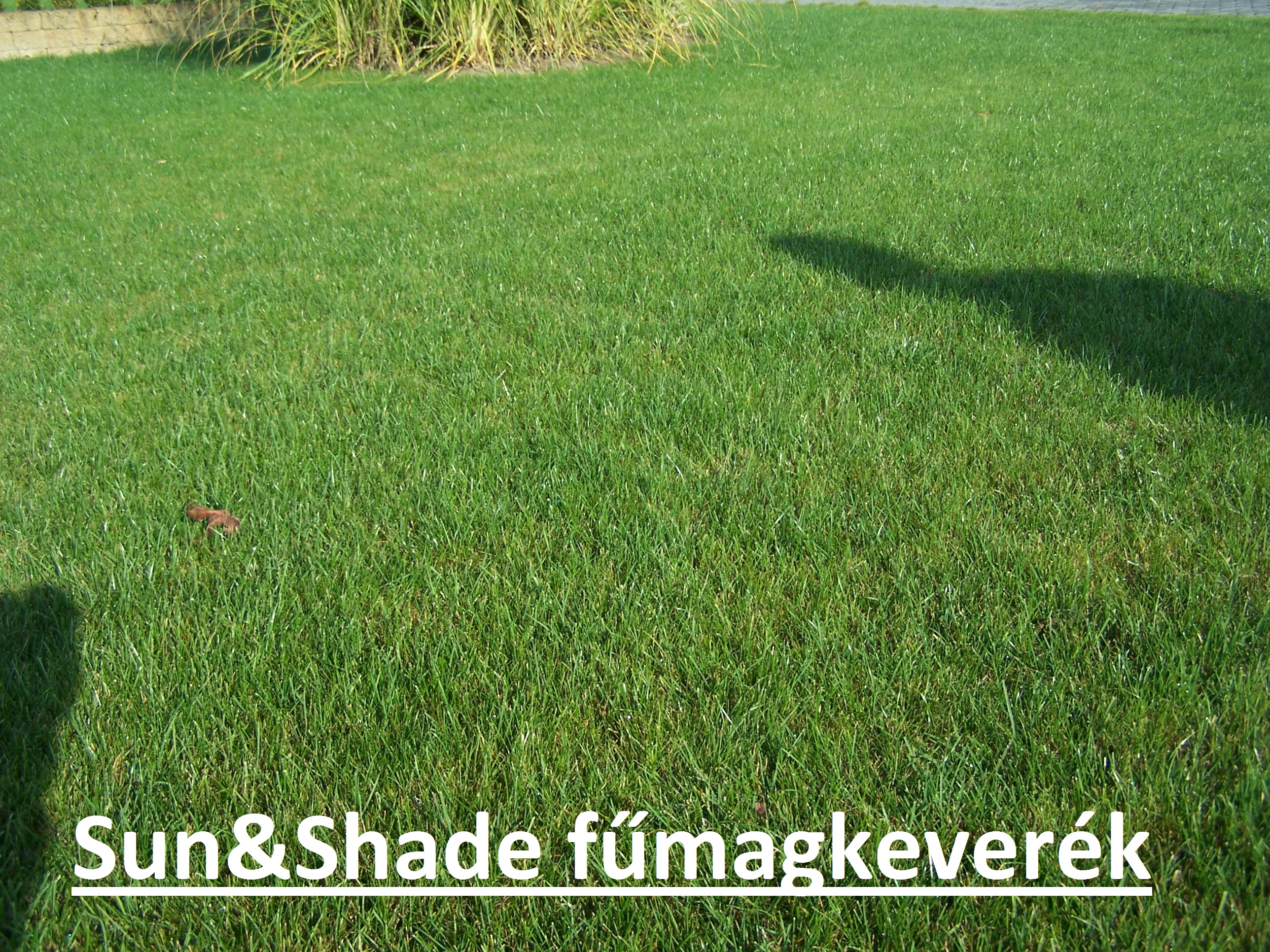 ICL fűmag Sun & Shade (árnyéktűrő) 10 kg