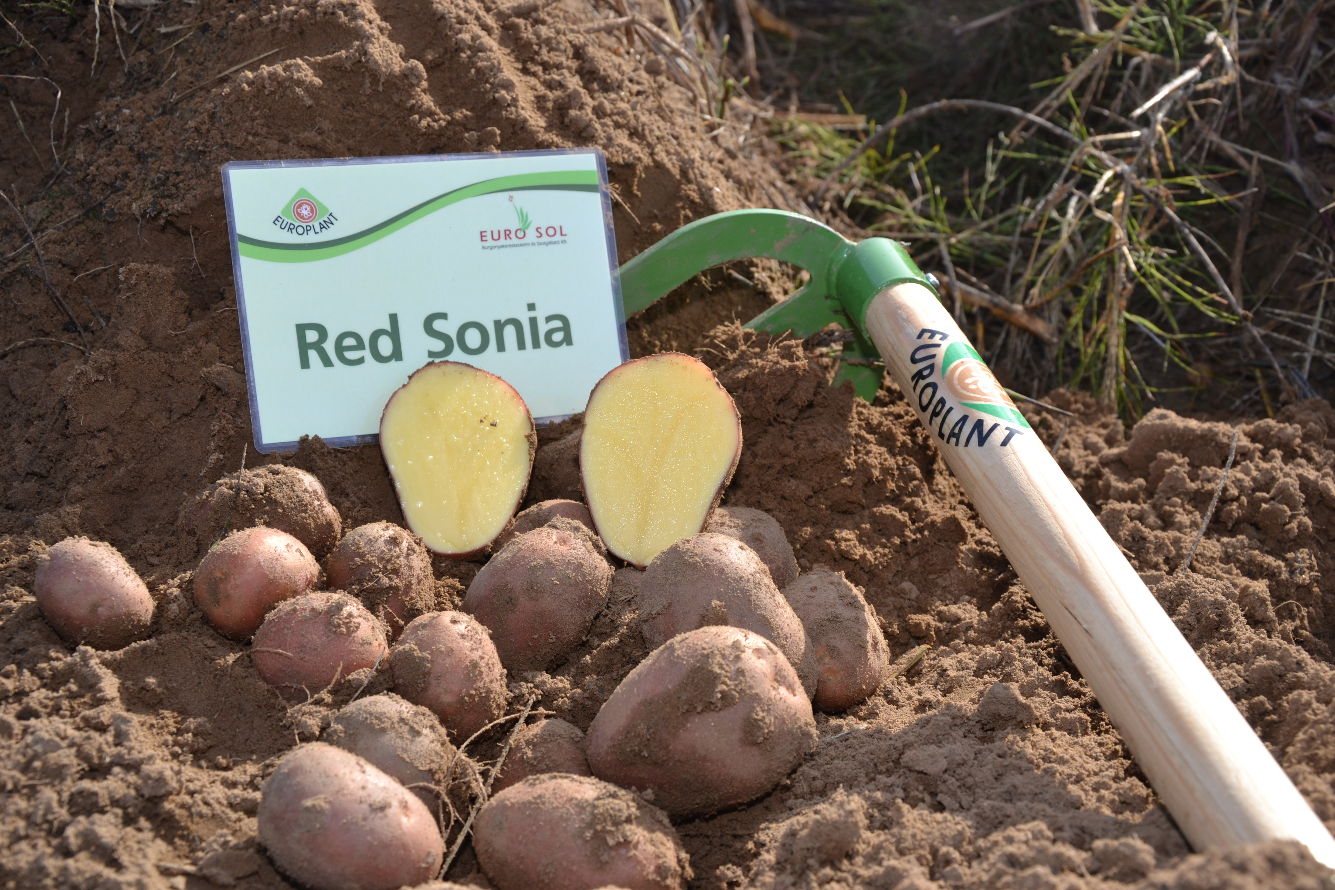 Potato seed tuber "Red Sonia" 50 pcs