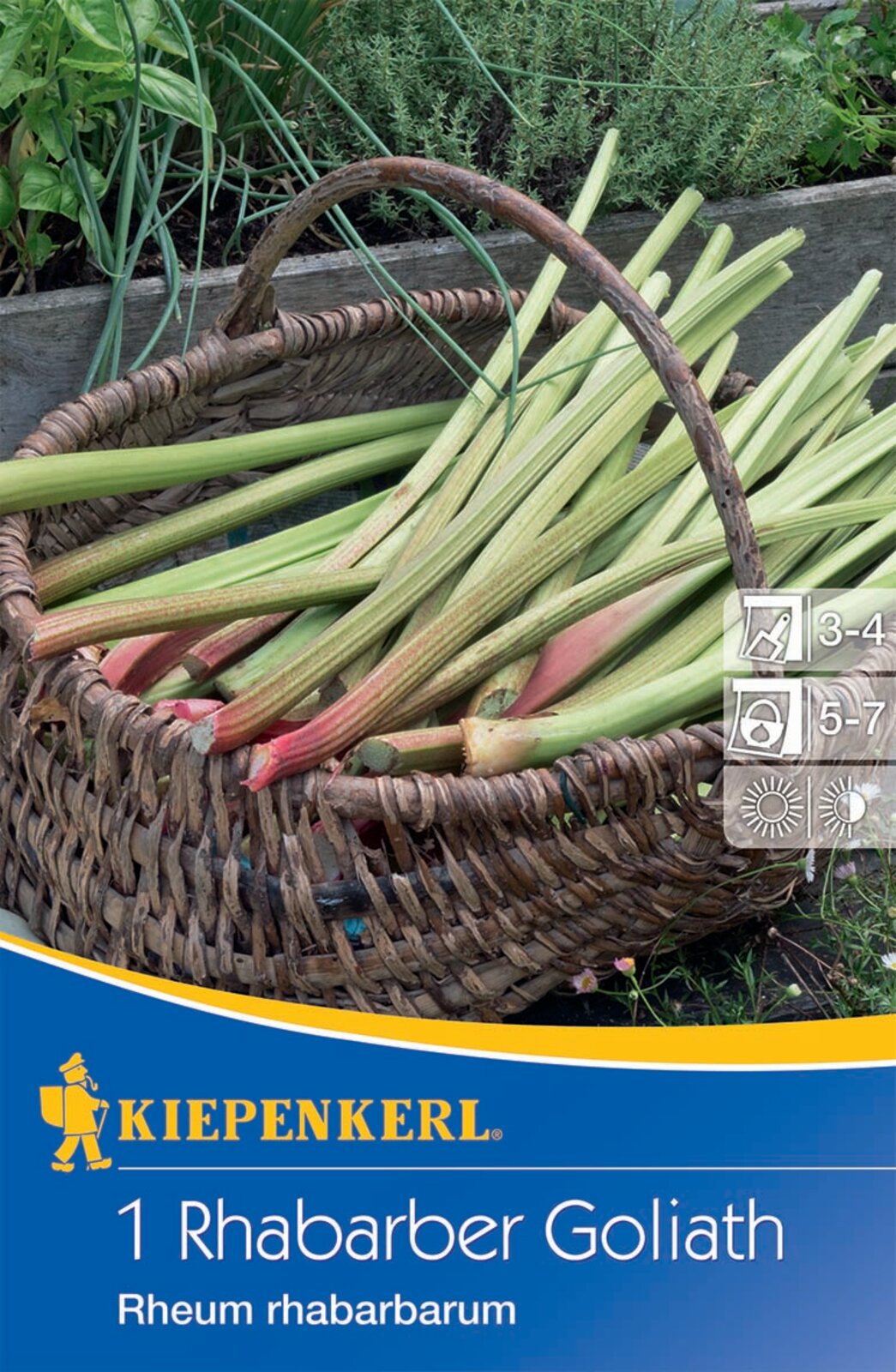 Rebarbara Goliath Kiepenkerl 1 db tő