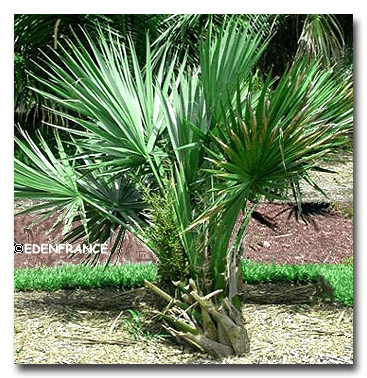 Törpe palmetto (Sabal minor) 5 szem