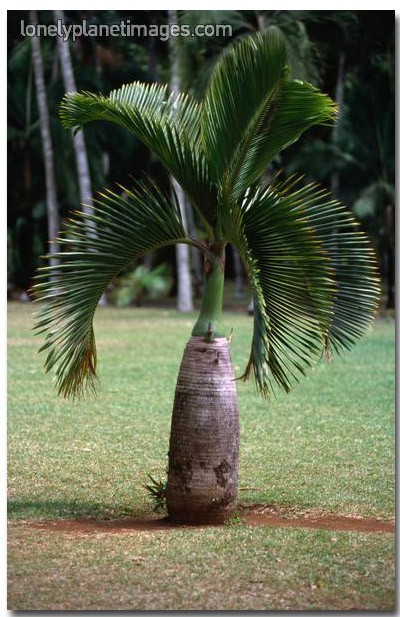 Bottle Palm (Hyophorbe lagenicaulis) 5 seeds