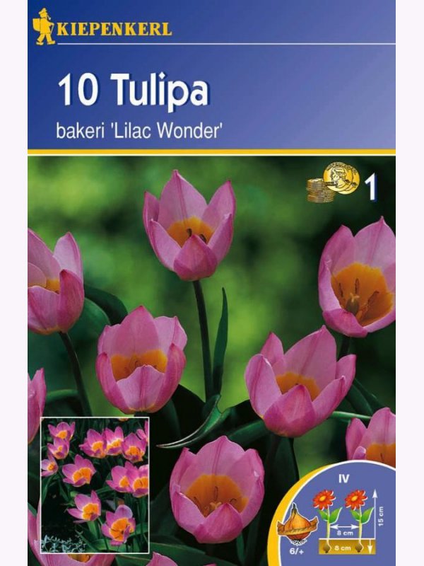 Tulip bulbs wild, Kiepenkerl Lilac Wonder 10 pcs