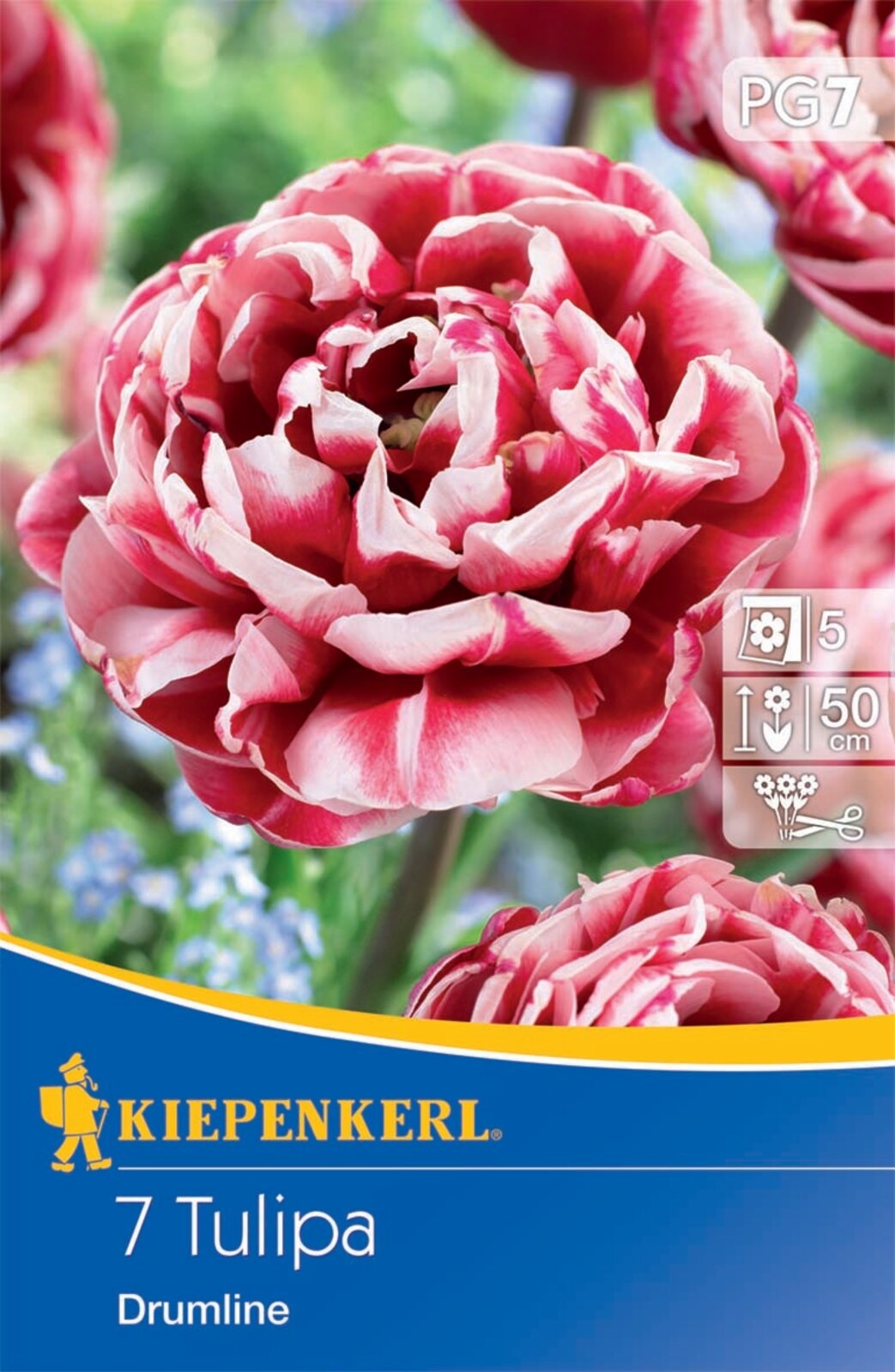 Bulb Tulip with full bloom Drumline 7 pcs Kiepenkerl
