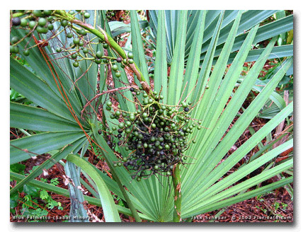 Törpe palmetto (Sabal minor) 5 szem