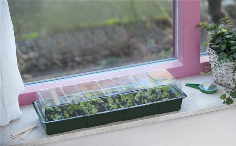 Germination tray for window